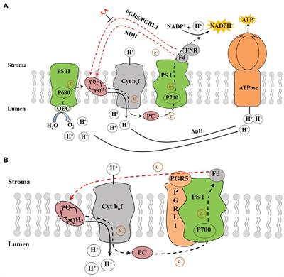 The Physiological Functionality of PGR5/PGRL1-Dependent Cyclic Electron Transport in Sustaining Photosynthesis